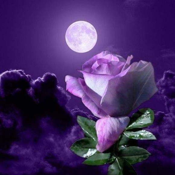 Meet your Posher, Sharon - Picture 1 of 1